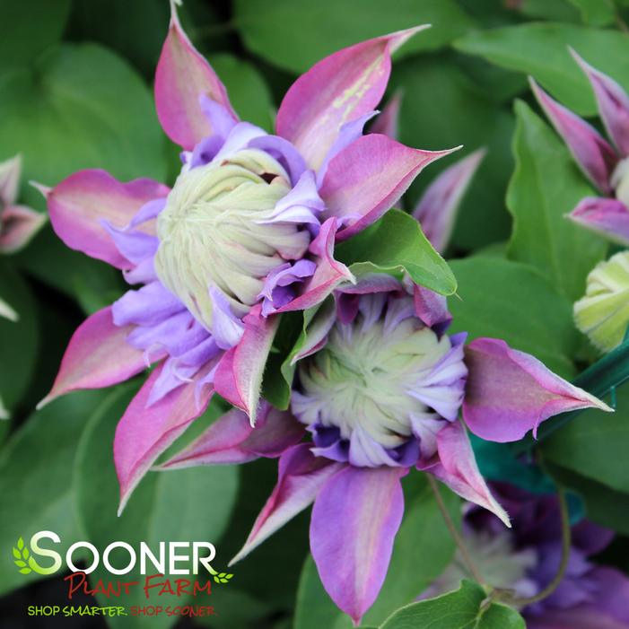 DIAMANTINA CLEMATIS