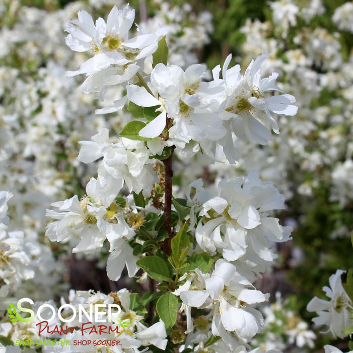 LOTUS MOON™ PEARL BUSH