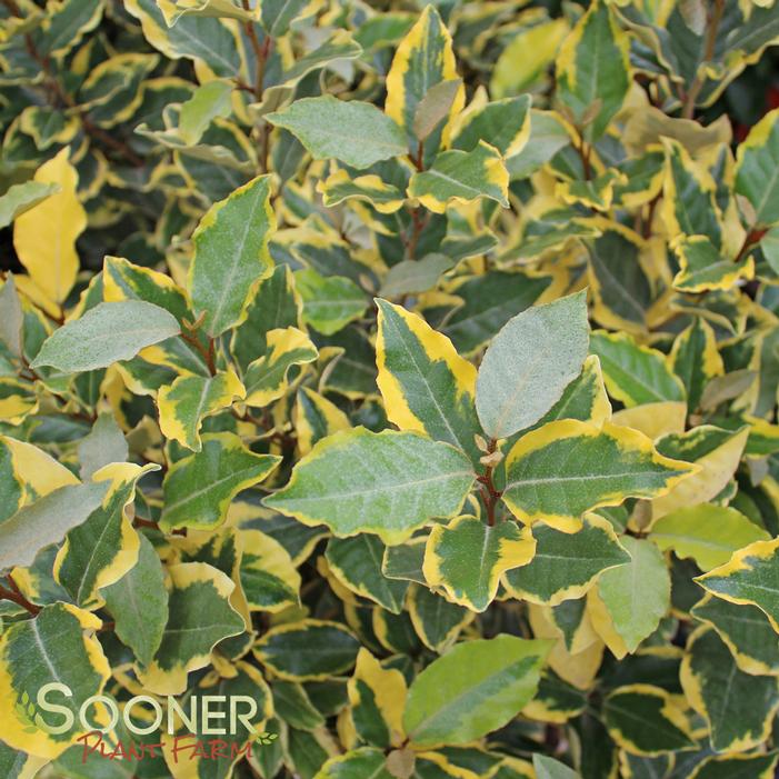 OLIVE MARTINI™ ELAEAGNUS