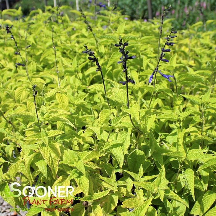BLACK AND BLUE ANISE SALVIA