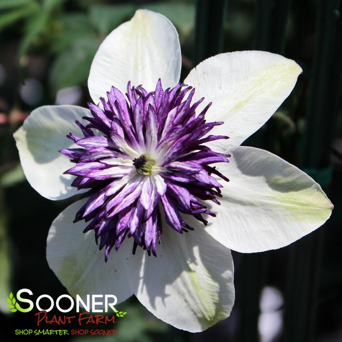 FLORIDA SIEBOLDII CLEMATIS