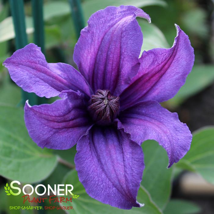 SAPPHIRE INDIGO™ CLEMATIS