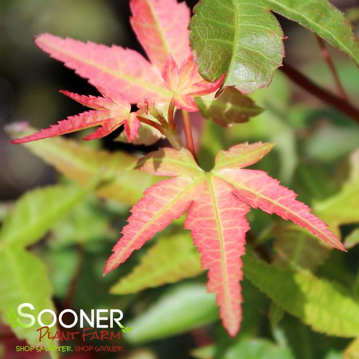BENI HIME UPRIGHT JAPANESE MAPLE