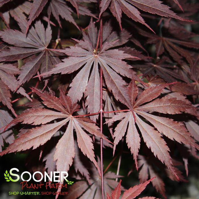 YASEMIN UPRIGHT JAPANESE MAPLE