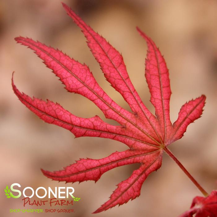 MIKAZUKI UPRIGHT JAPANESE MAPLE