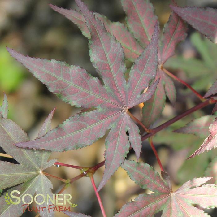 AMAGI SHIGURE UPRIGHT JAPANESE MAPLE