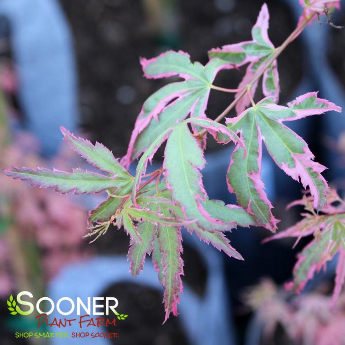 TAYLOR UPRIGHT JAPANESE MAPLE