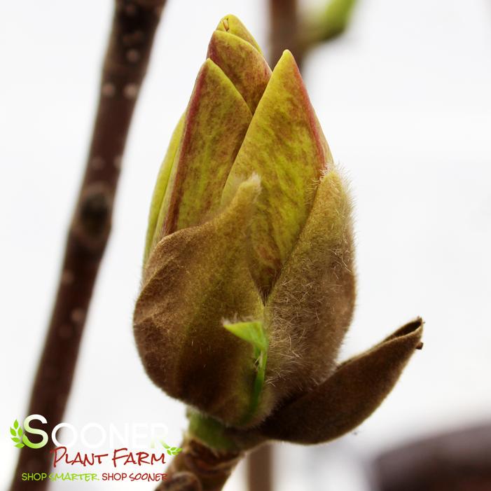 SUNSATION MAGNOLIA