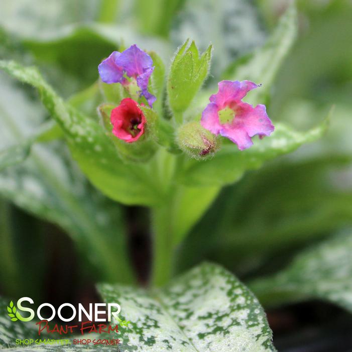 SILVER BOUQUET LUNGWORT