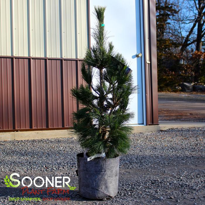SILVER WHISPERS™ SWISS STONE PINE