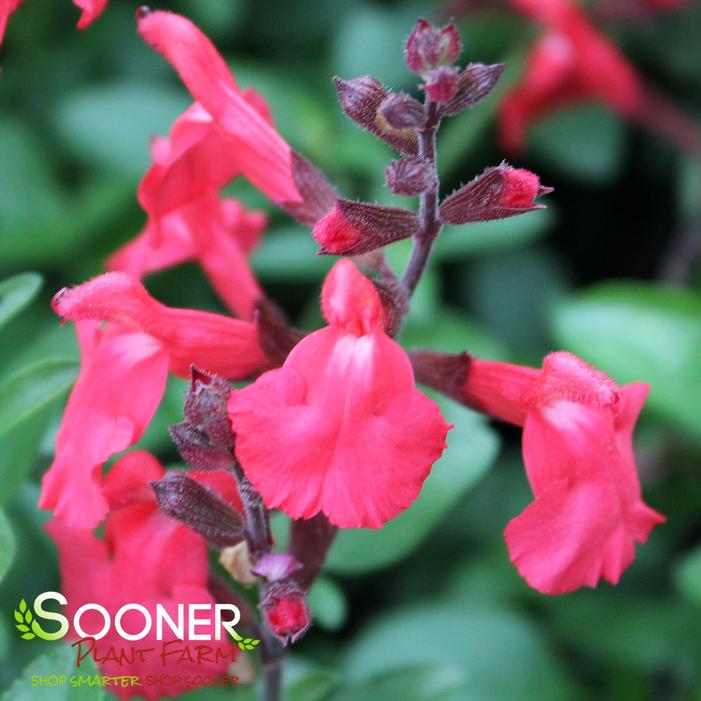 CORAL AUTUMN SAGE