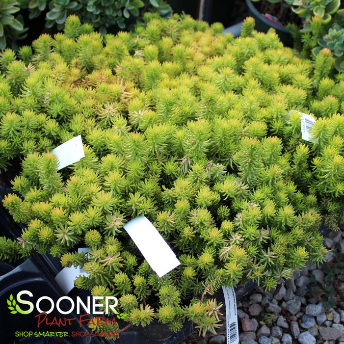 ANGELINA SEDUM