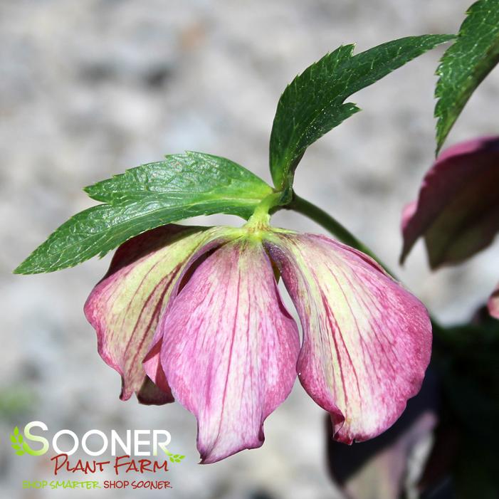 SUNSHINE SELECTIONS LENTEN ROSE