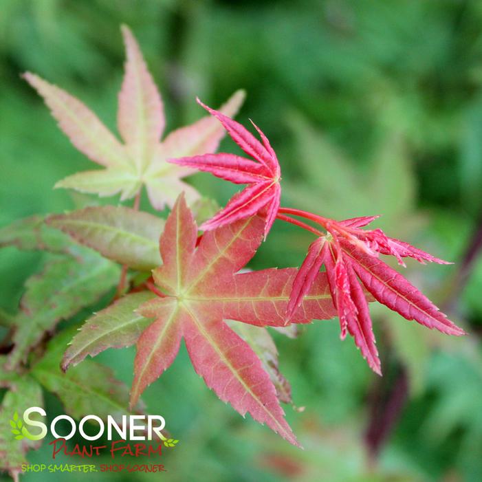 BONFIRE UPRIGHT JAPANESE MAPLE