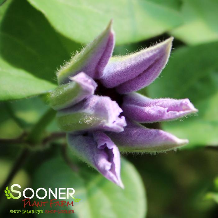 STILL WATERS™ CLEMATIS