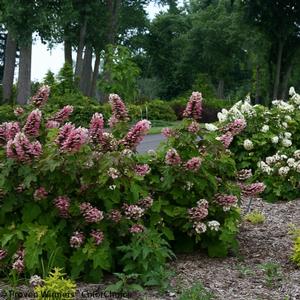 GATSBY PINK® OAKLEAF HYDRANGEA