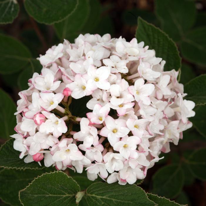 SPICE BABY™ KOREAN SPICE VIBURNUM