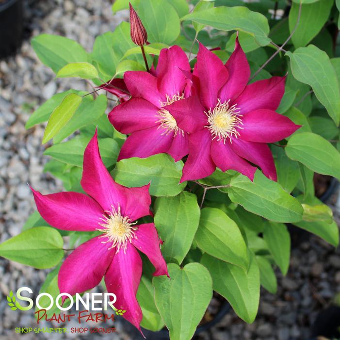 BOURBON™ CLEMATIS
