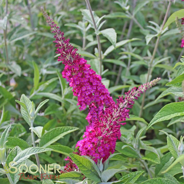 BUZZ® VELVET BUTTERFLY BUSH