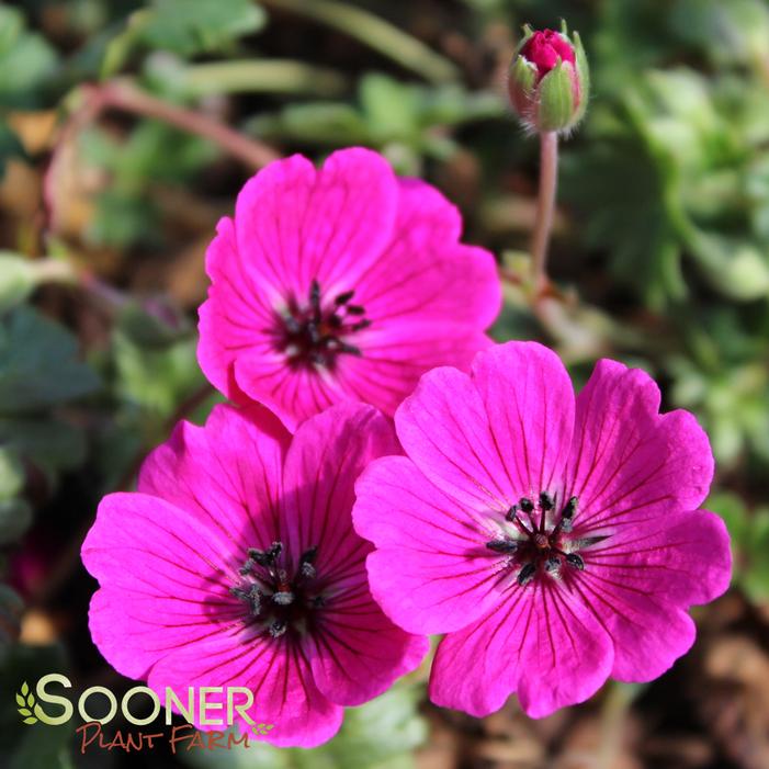 Jolly Jewel® Red Cranesbill Geranium Plant Farm