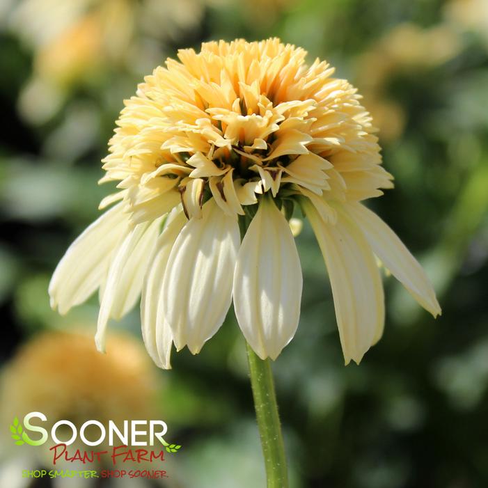 LEMON DROP CONEFLOWER