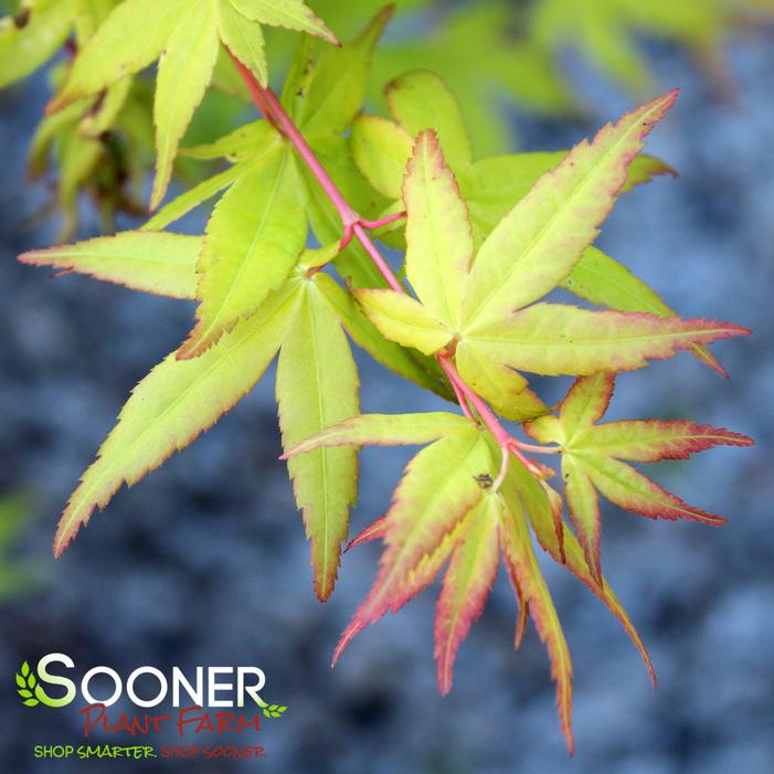 KATSURA UPRIGHT JAPANESE MAPLE