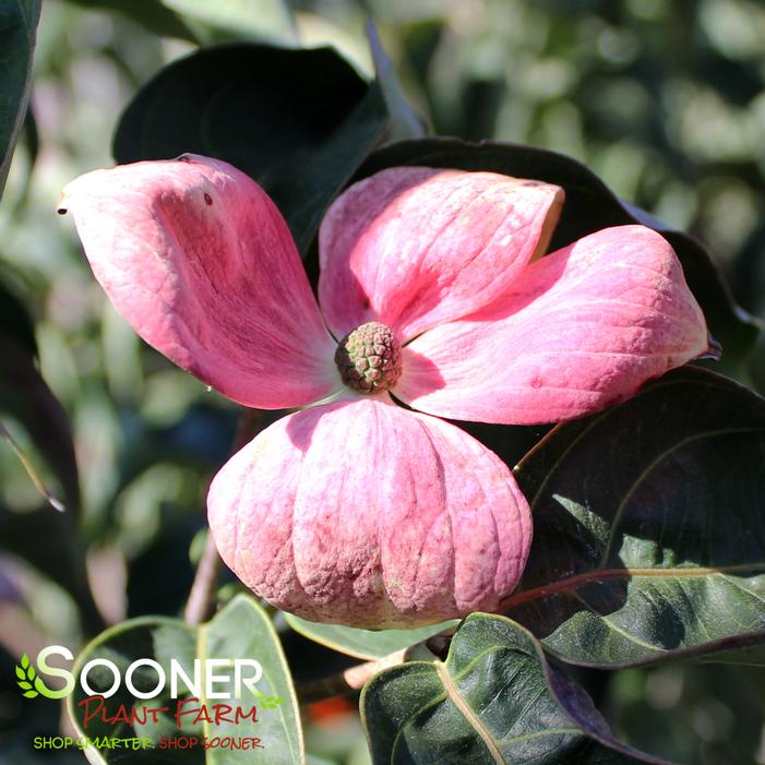 SCARLET FIRE™ KOUSA DOGWOOD