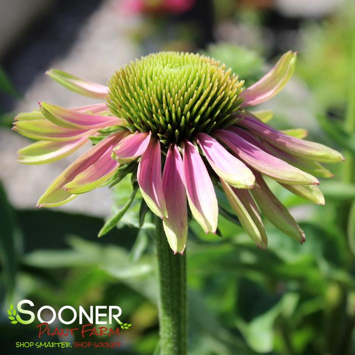 GREEN TWISTER CONEFLOWER