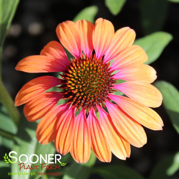BUTTERFLY™ RAINBOW MARCELLA CONEFLOWER