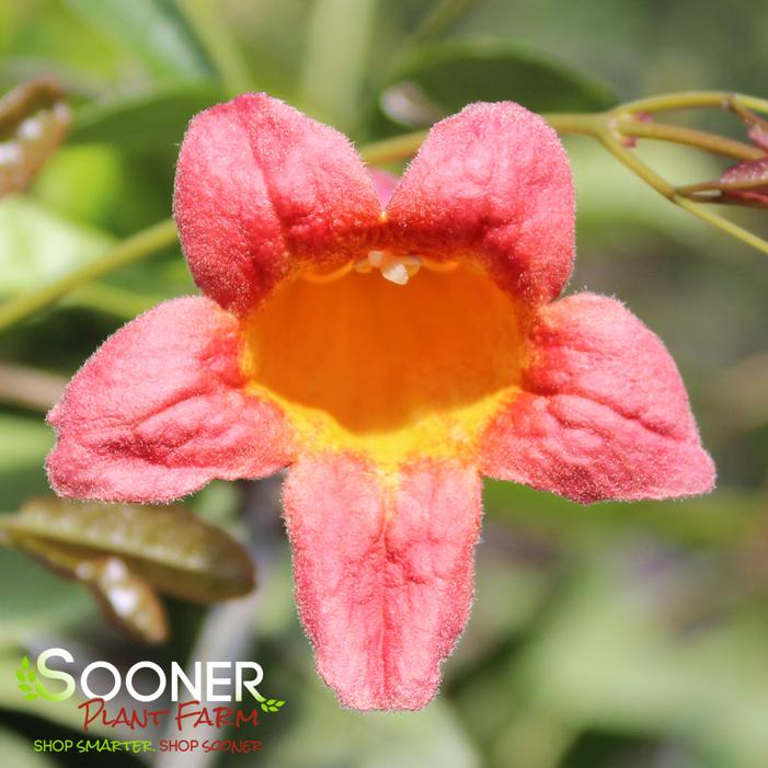 TANGERINE BEAUTY CROSSVINE