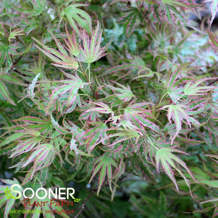 HANEZU HAGOROMO UPRIGHT JAPANESE MAPLE