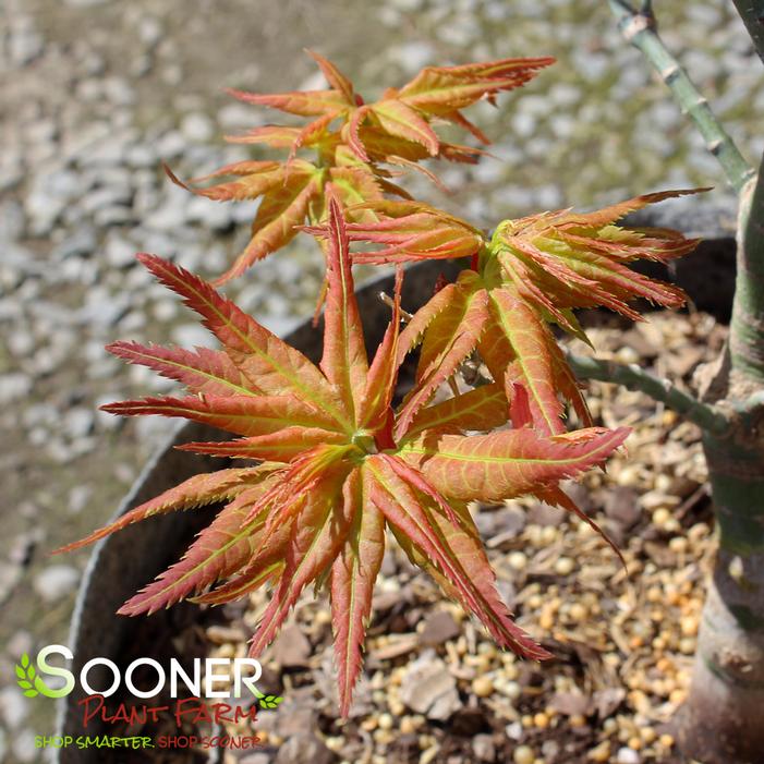 JAPANESE PRINCESS DWARF UPRIGHT JAPANESE MAPLE