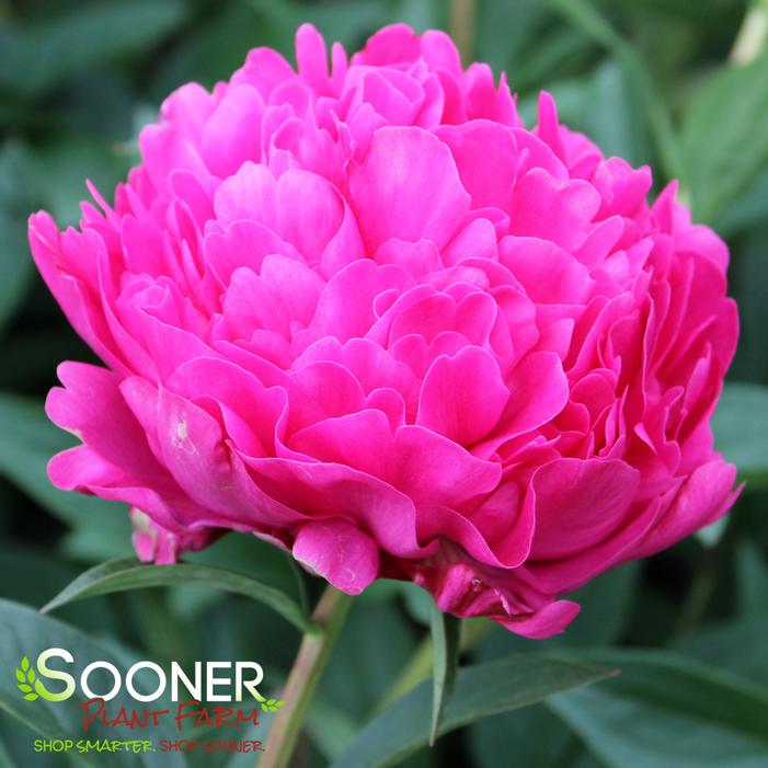 KANSAS GARDEN PEONY
