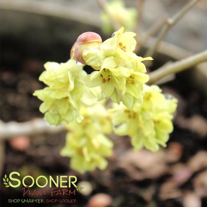 LONGWOOD CHIMES FRAGRANT WINTERHAZEL