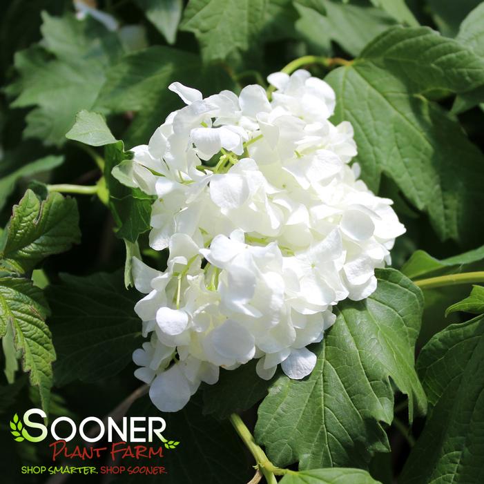 EASTERN SNOWBALL VIBURNUM