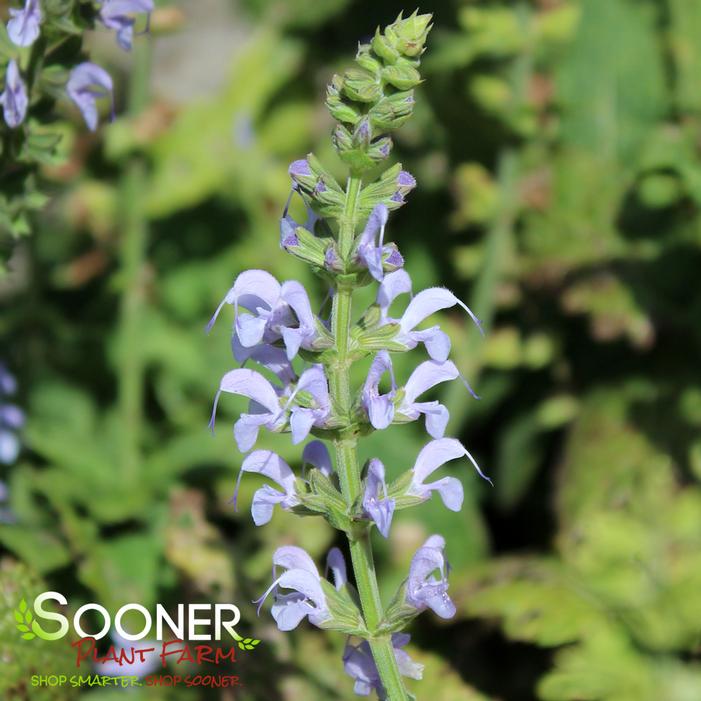 COLOR SPIRES® CRYSTAL BLUE MEADOW SAGE