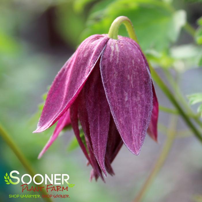 SPARKY® PURPLE CLEMATIS