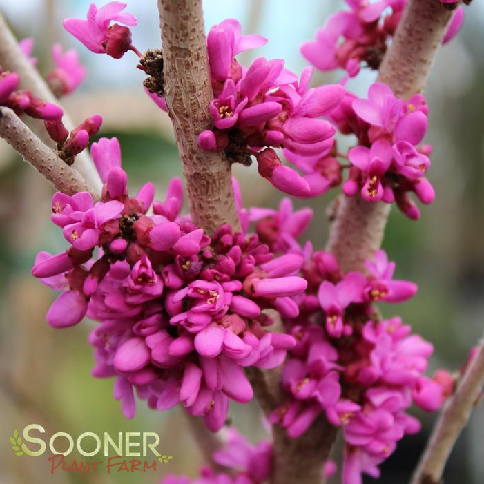 DON EGOLF MINIATURE REDBUD