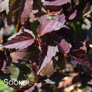 Image property of Sooner Plant Farm, Inc.