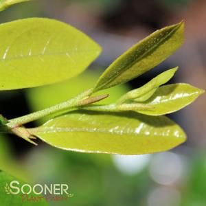 EMERALD HEIGHTS® DISTYLIUM