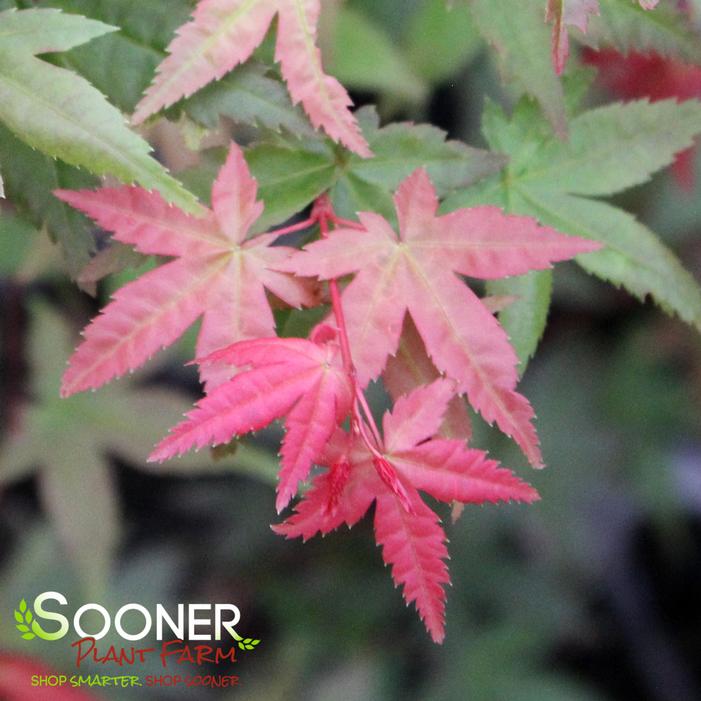 SHIN DESHOJO UPRIGHT JAPANESE MAPLE
