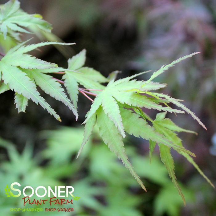 NISHIKI GAWA UPRIGHT JAPANESE MAPLE
