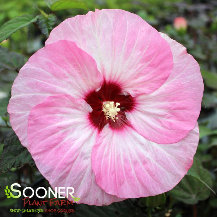 SUMMERIFIC® SPINDERELLA HARDY HIBISCUS
