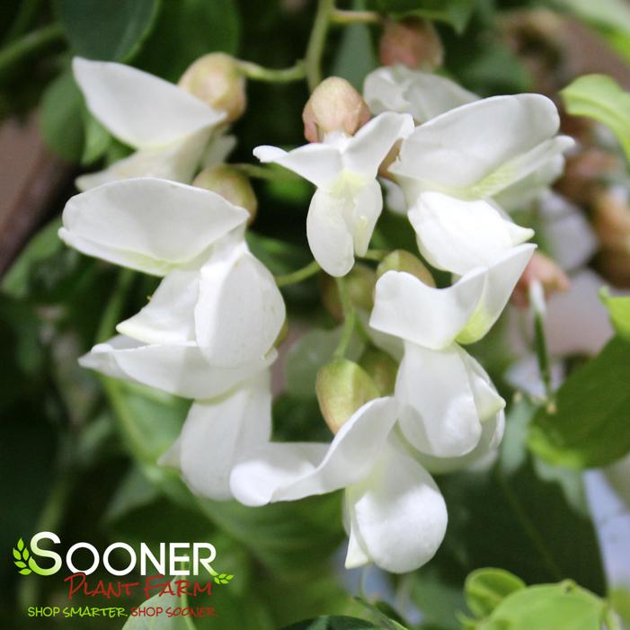 TWISTY BABY™ BLACK LOCUST