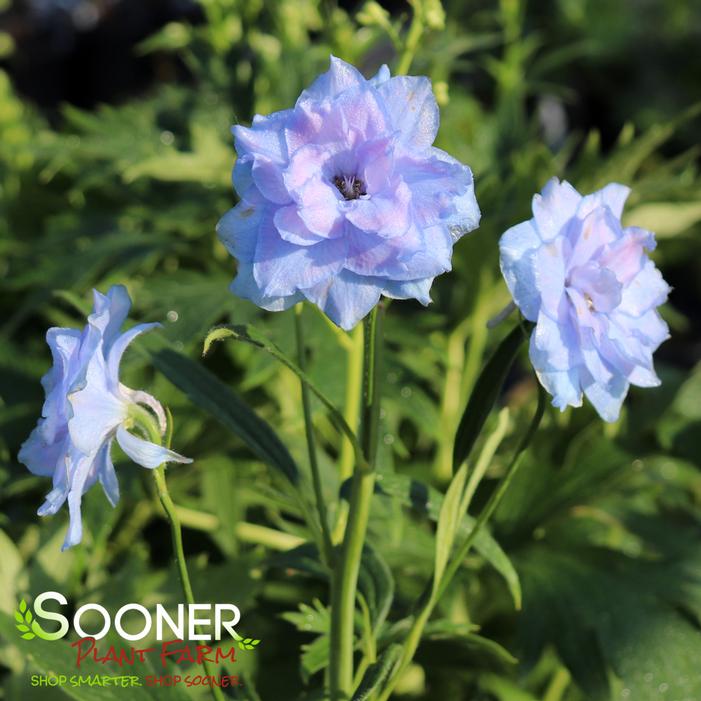 NEW MILLENNIUM™ BLUE LACE DELPHINIUM