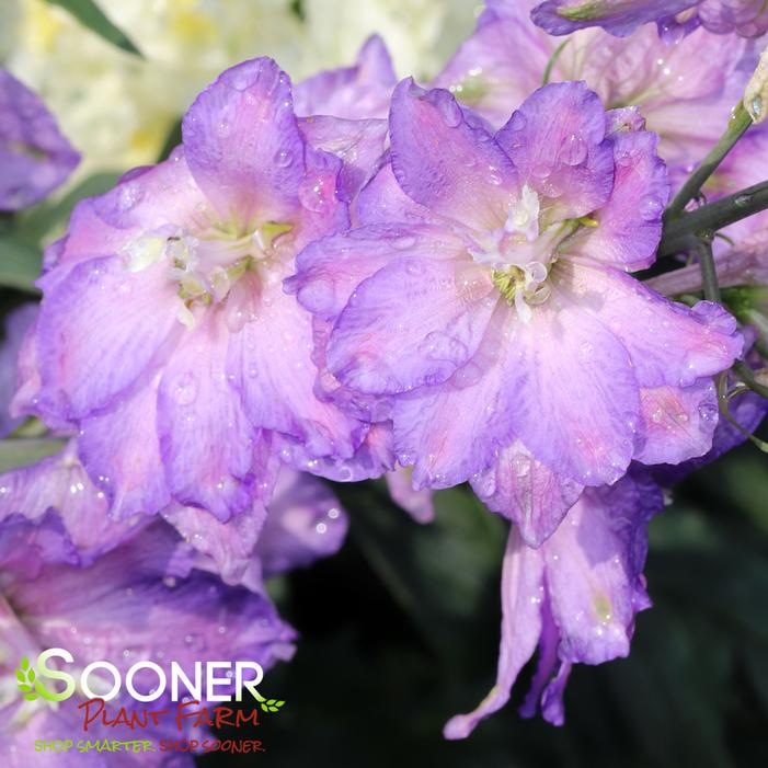 NEW MILLENNIUM™ MINI STARS DELPHINIUM