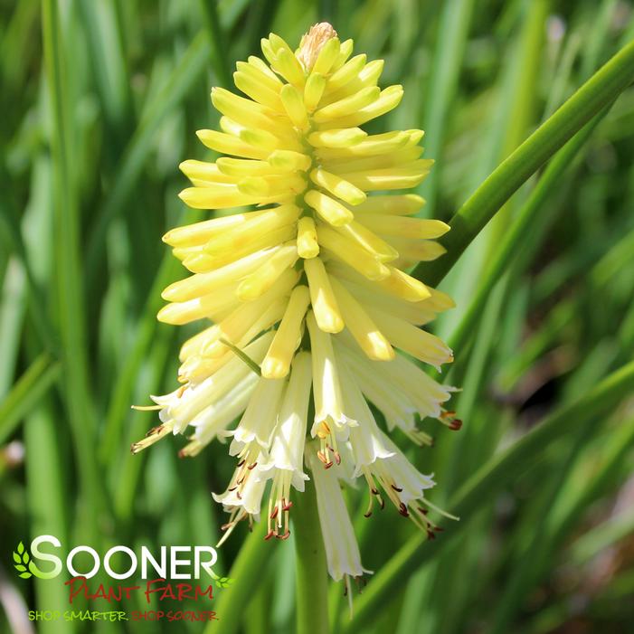 LUCKY LEMONS RED HOT POKER