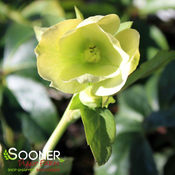 WEDDING PARTY® WEDDING BELLS LENTEN ROSE