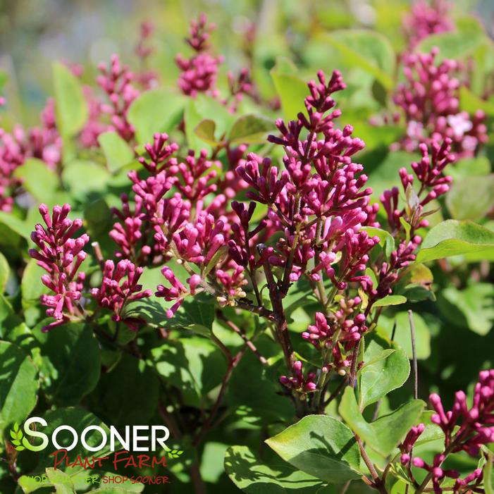 FLOWERFESTA® PINK DWARF LILAC