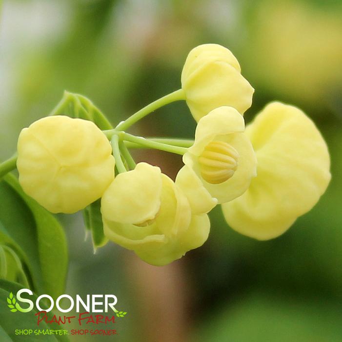 WHITE FLOWERING CHOCOLATE VINE